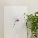 기초 보태니컬아트 이미지