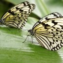 나비호텔 이미지