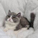 대전고양이분양 비비냥 이미지