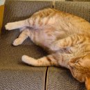 연산센터-24 | 고양이 담관간염 완치 후기(연산24시동물의료센터, 연산동 부산,내돈내산)