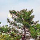 靑龍의 비상 이미지