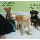 호령경로당 Daum카페