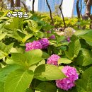 부산 6월 여행지 수국 명소 해운대 송림공원 오륙도 해맞이 공원