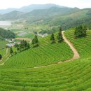 보성녹차