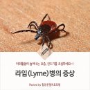 라임병의 증상 (진드기를 조심해!) 이미지