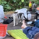 청평면사무소 (1층) | 초여름 호명산 잣나무 숲속캠핑장/ 장비대여 2인세트