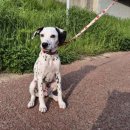 놀러오개 애견유치원 애견호텔 의정부점 이미지