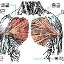 박지성 쇄골 타박상,,!! 쇄골의 위치 스샷첨부,,!! 이미지