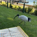 루카 Luca | 호주 시드니 맛집| 써큘러키 로열 보태닉 가든 근처 수제버거 맛집 Bar Luca 바루카 솔직 후기