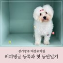 헬로퍼피 | 경기광주 애견유치원 퍼피댕글, 두부의 첫 개치원 등원 일기