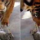 인형의 거리(호랑이 이미지