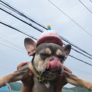 아리댕댕애견카페 이미지