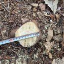 은평-047 이미지