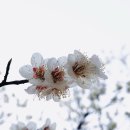 은혜예복 이미지