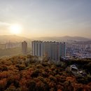 포레스타 이미지