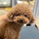 도그마 펫살롱 이미지