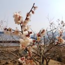 ◈ 경상남도 양산시 원동매화축체 공연일정 ◈ 이미지