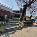 마리올라 이미지