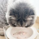 더 스튜 이미지