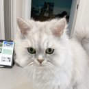 냥이 많은 식탁 이미지