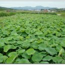 연님농장 이미지