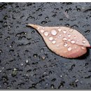 스무숲공원 이미지