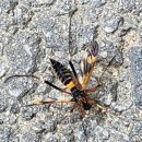 양지초등학교정문 앞 이미지