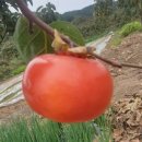 밀양반시 | 🍂가을엔 감이지, 형부표 밀양 반시 완판