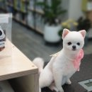 네발총총 이미지