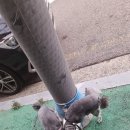 개털깍는 사랑이네 이미지