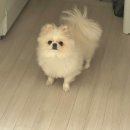 그루비펫 이미지