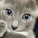 가재울봉쥬르동물병원 이미지