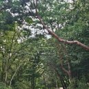 김포 장릉 이미지