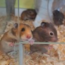 로던트 클럽 이미지