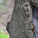 아기다람쥐 이미지