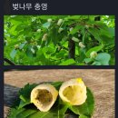 충영 이야기 이미지