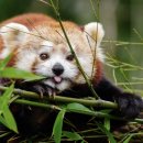 레드폭스 이미지