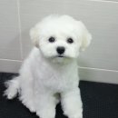 24시 아이동물메디컬센터 이미지