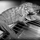 이구아나 이미지