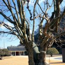 의령 충익사 모과나무 이미지