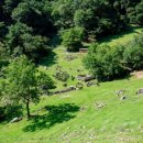 나나목장 이미지