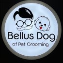 벨루스독 이미지