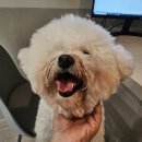 BK심장동물병원 이미지