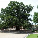 담양 한재초등학교의 느티나무 / 고재종 이미지