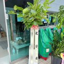 충북주유소 | 오창꽃집｜주유소 오픈 축하 화분 벵갈고무나무 배송 후기