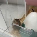 햄스터 분양 햄스터월드 이미지