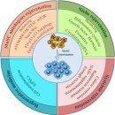 muscle stem cell(satellite cell) senolytics 그림이해 이미지