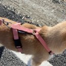 플레이 바우 이미지