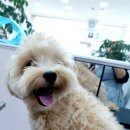 몽개몽개 애견미용실 이미지