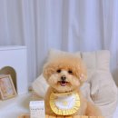 딥포레스트 | 강아지 항산화제 알레르기 관리에 도움될까? 딥씨드 포레스트 급여 후기